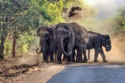 guided trekking trail in Kerala forest